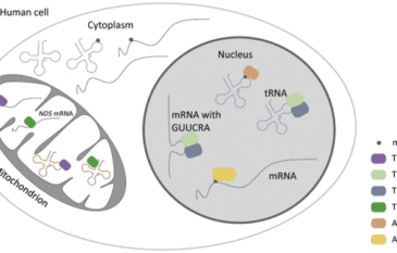 Biological Function and Sequencing Technologies of m1A RNA Modification