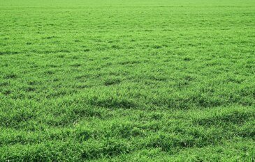 How to Choose Between Buffalo Turf and Different Couch Grass Types for Your Garden