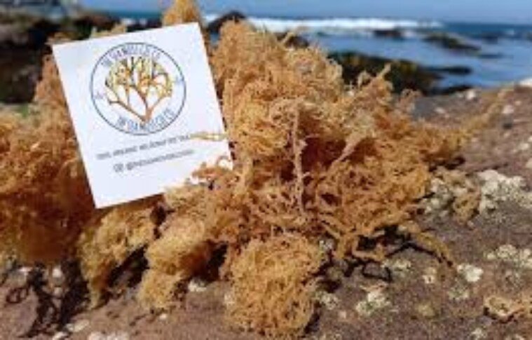 Where to Buy High-Quality Sea Moss in Australia (Trusted Sources & Tips!)