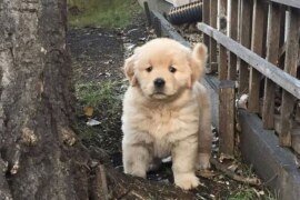 Golden Retriever Puppies – Adopt or Buy Today