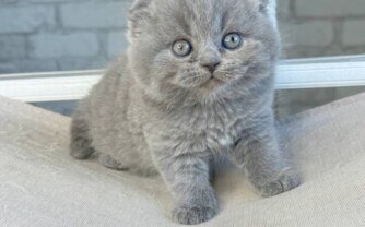Buy Scottish Kittens – Folded or Straight Ears