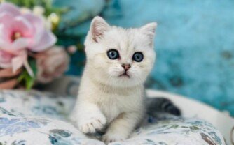 Adorable Scottish Fold & Straight Cats for Sale