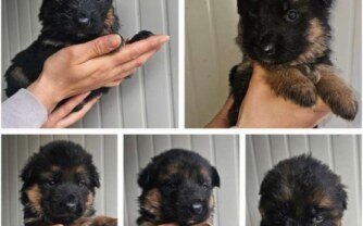 German Shepherd Puppies – Loyal & Protective