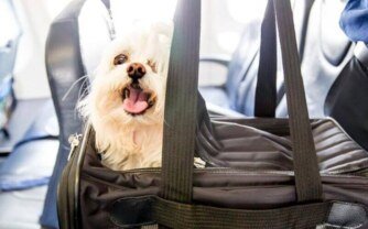 Pet Fee For Southwest Airlines