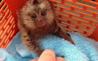 Adorable and Social: Discover Marmoset Monkeys For Sale